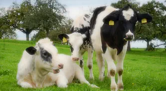 zusammen mit Najya-Sima und Sora - Sep. 2016