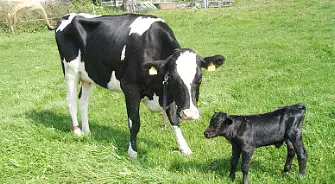 zusammen mit Mama Simea - ca. 1 Woche jung