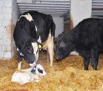 Geburt von Halbschwester Najya-Sima und Mutter Simea - 23.01.2014