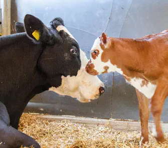 zusammen mit Kälbchen Pride - Juli 2019