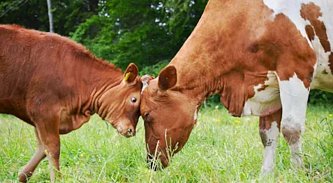 zusammen mit ihrem Mädchen Sonas - Mai 2019