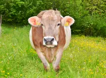 LISA - Swiss-Braun (Gurt) geb. 20.03.2012 (Mama von Luna)